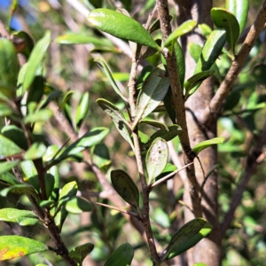 Bursaria spinosa subsp. lasiophylla at Watson, ACT - 31 Jul 2023 11:38 AM