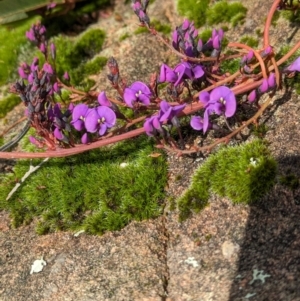 Hardenbergia violacea at Cudgewa, VIC - suppressed