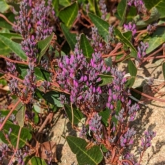 Hardenbergia violacea at suppressed - suppressed