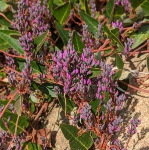 Hardenbergia violacea at Cudgewa, VIC - suppressed