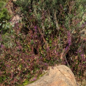 Hardenbergia violacea at Cudgewa, VIC - 29 Jul 2023