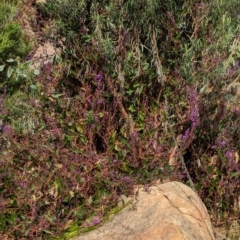 Hardenbergia violacea at Cudgewa, VIC - 29 Jul 2023