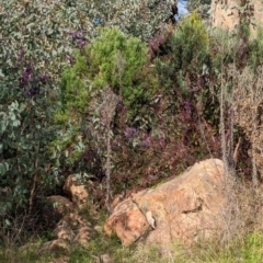 Hardenbergia violacea at Cudgewa, VIC - 29 Jul 2023