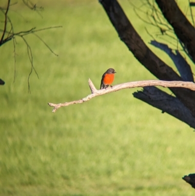 Petroica phoenicea (Flame Robin) at Corryong, VIC - 29 Jul 2023 by Darcy