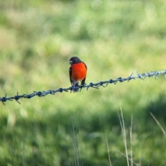 Petroica phoenicea at Corryong, VIC - 29 Jul 2023 04:23 PM