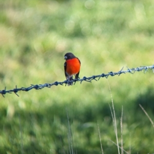 Petroica phoenicea at Corryong, VIC - 29 Jul 2023 04:23 PM