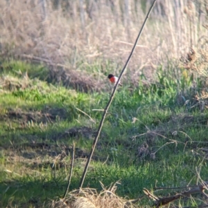 Petroica boodang at Colac Colac, VIC - 29 Jul 2023 04:28 PM