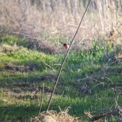 Petroica boodang (Scarlet Robin) at Colac Colac, VIC - 29 Jul 2023 by Darcy