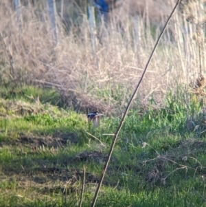 Petroica boodang at Colac Colac, VIC - 29 Jul 2023 04:28 PM