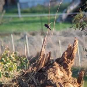 Petroica boodang at Colac Colac, VIC - 29 Jul 2023 04:28 PM