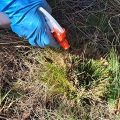 Nassella trichotoma at Watson, ACT - 31 Jul 2023