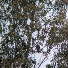 Ninox boobook (Southern Boobook) at Tintaldra, VIC - 30 Jul 2023 by Darcy