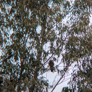 Ninox boobook at Tintaldra, VIC - suppressed