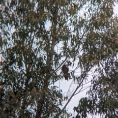 Ninox boobook at Tintaldra, VIC - suppressed