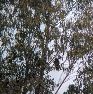 Ninox boobook at Tintaldra, VIC - suppressed