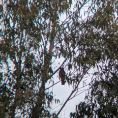 Ninox boobook at Tintaldra, VIC - suppressed