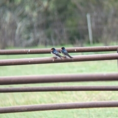 Hirundo neoxena (Welcome Swallow) at Tintaldra, VIC - 30 Jul 2023 by Darcy