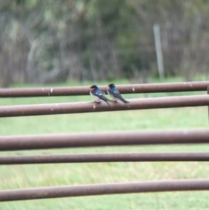 Hirundo neoxena at Tintaldra, VIC - 30 Jul 2023