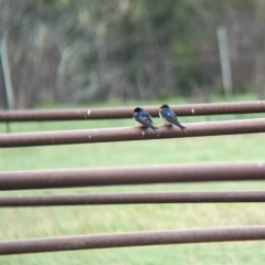 Hirundo neoxena at Tintaldra, VIC - suppressed