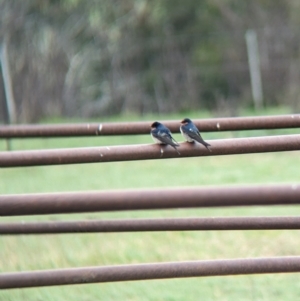 Hirundo neoxena at Tintaldra, VIC - 30 Jul 2023