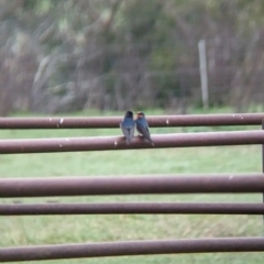 Hirundo neoxena at Tintaldra, VIC - 30 Jul 2023