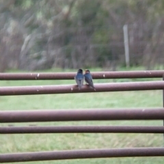 Hirundo neoxena at Tintaldra, VIC - suppressed