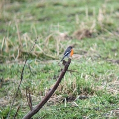 Petroica phoenicea (Flame Robin) at Tintaldra, VIC - 30 Jul 2023 by Darcy