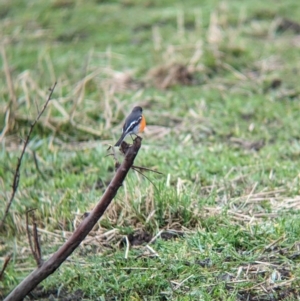 Petroica phoenicea at Tintaldra, VIC - suppressed