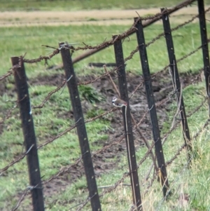 Stagonopleura guttata at Towong, VIC - suppressed