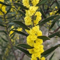 Acacia lanigera var. lanigera (Woolly Wattle, Hairy Wattle) at Pine Mountain, VIC - 30 Jul 2023 by Darcy