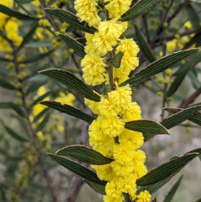 Acacia lanigera var. lanigera (Woolly Wattle, Hairy Wattle) at Pine Mountain, VIC - 30 Jul 2023 by Darcy