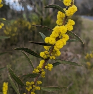 Acacia lanigera var. lanigera at Pine Mountain, VIC - 30 Jul 2023