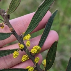 Acacia lanigera var. lanigera at Pine Mountain, VIC - 30 Jul 2023