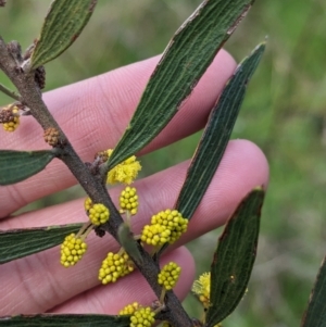 Acacia lanigera var. lanigera at Pine Mountain, VIC - 30 Jul 2023