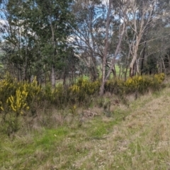 Acacia lanigera var. lanigera at Pine Mountain, VIC - 30 Jul 2023