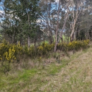 Acacia lanigera var. lanigera at Pine Mountain, VIC - 30 Jul 2023 03:46 PM