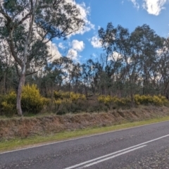 Acacia lanigera var. lanigera at Pine Mountain, VIC - 30 Jul 2023 03:46 PM