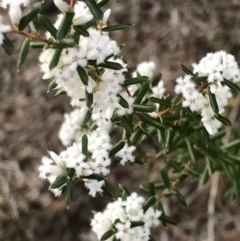 Leucopogon ericoides (Pink Beard-Heath) at Evans Head, NSW - 31 Jul 2023 by AliClaw