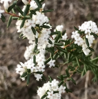 Leucopogon ericoides (Pink Beard-Heath) at Evans Head, NSW - 31 Jul 2023 by AliClaw