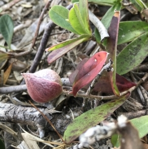 Hibbertia scandens at Evans Head, NSW - 31 Jul 2023 03:48 PM