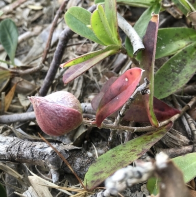 Hibbertia scandens (Climbing Guinea Flower) at Evans Head, NSW - 31 Jul 2023 by AliClaw