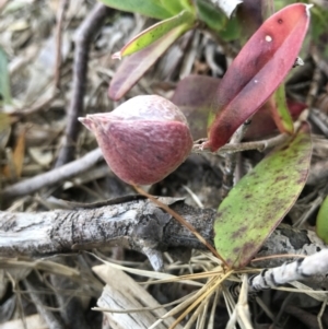 Hibbertia scandens at Evans Head, NSW - 31 Jul 2023 03:46 PM