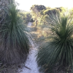 Xanthorrhoea johnsonii (Forest Grasstree) at Evans Head, NSW - 31 Jul 2023 by AliClaw