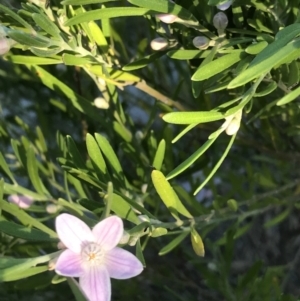 Eriostemon australasius at Evans Head, NSW - 31 Jul 2023