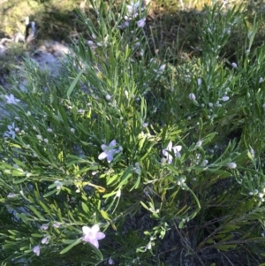 Eriostemon australasius (Pink Wax Flower) at Evans Head, NSW by AliClaw