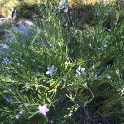 Eriostemon australasius (Pink Wax Flower) at Evans Head, NSW - 31 Jul 2023 by AliClaw