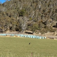 Osphranter robustus (Wallaroo) at Booth, ACT - 22 Jul 2023 by KMcCue