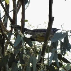 Anthochaera carunculata (Red Wattlebird) at Balmattum, VIC - 21 Jul 2023 by GlossyGal