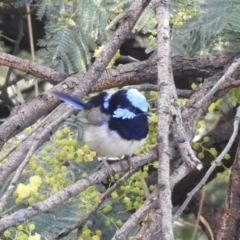 Malurus cyaneus (Superb Fairywren) at Balmattum, VIC - 21 Jul 2023 by GlossyGal