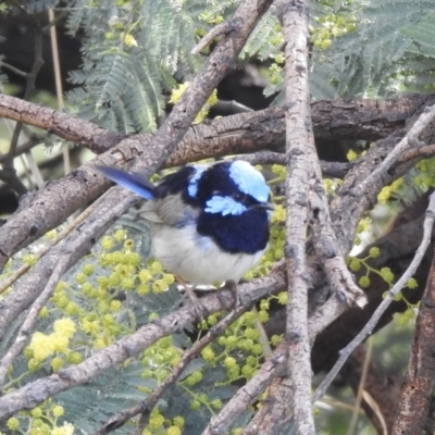 Malurus cyaneus (Superb Fairywren) at Balmattum, VIC - 21 Jul 2023 by GlossyGal